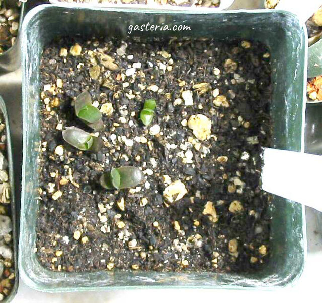 A small group of the same seedlings now about 6 months old