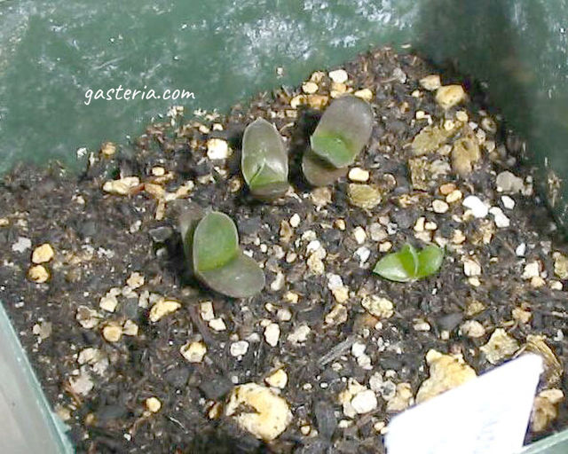 A small group of the same seedlings now about 6 months old – closeup