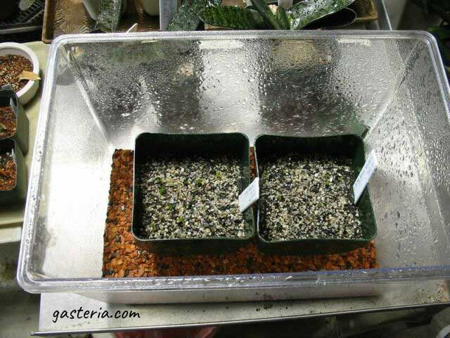 Here shown are the two pots in the germination chamber. The seeds were sown in these containers and each pot measures 9 cm X 9 cm, by 9 cm deep.