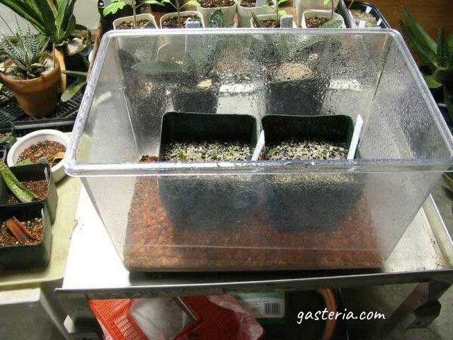 Here is shown the germination chamber, which provides the  high humidity necessary for seed germinationHere is shown the germination chamber, which provides the high humidity necessary for seed germination.