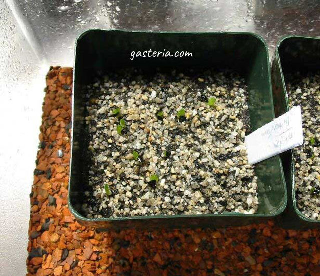 Here is shown a closeup photo of one seed germination container.  The small, young seedlings are clearly visibleHere is shown a closeup photo of one seed germination container. The small, young seedlings are clearly visible.