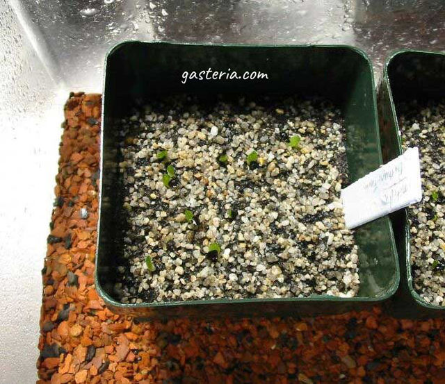 Here is shown a closeup photo of one seed germination container. The small, young seedlings are clearly visibleHere is shown a closeup photo of one seed germination container. The small, young seedlings are clearly visible.